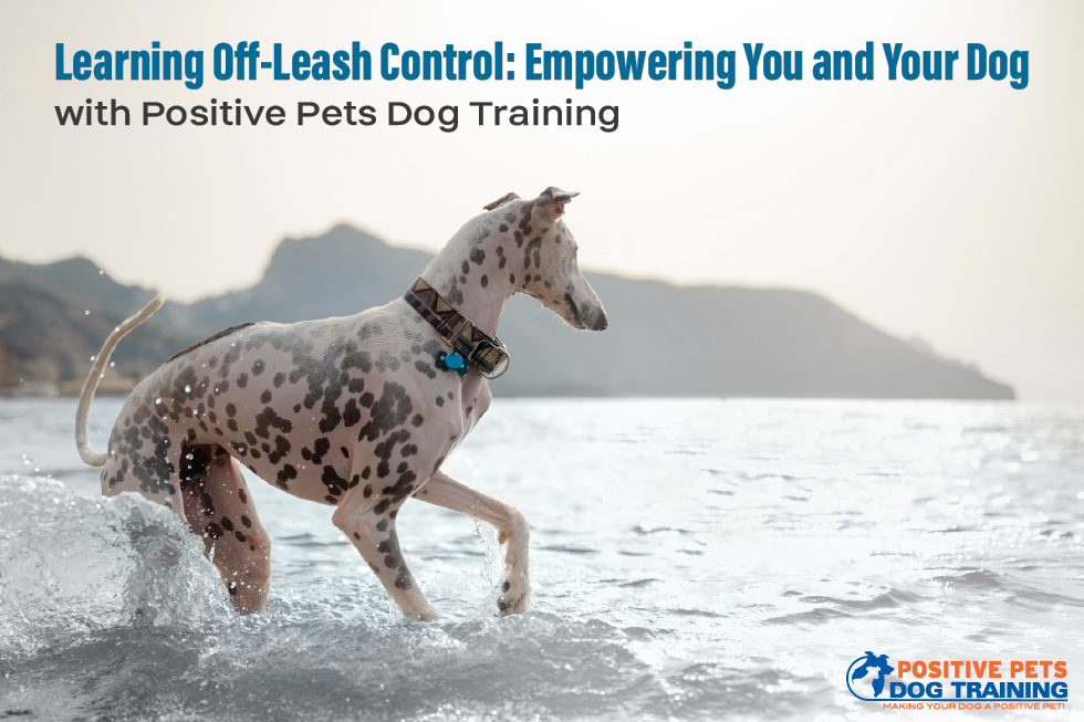 Mastering Off-Leash Control: Empowering You and Your Dog with Positive Pets Dog Training