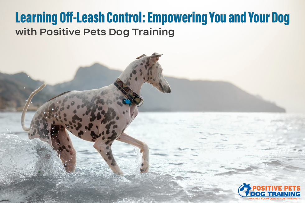 Mastering Off-Leash Control: Empowering You and  Your Dog with Positive Pets Dog Training