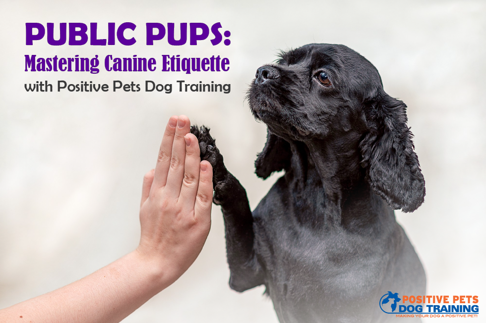 Public Pups: Mastering Canine Etiquette with Positive Pets Dog Training