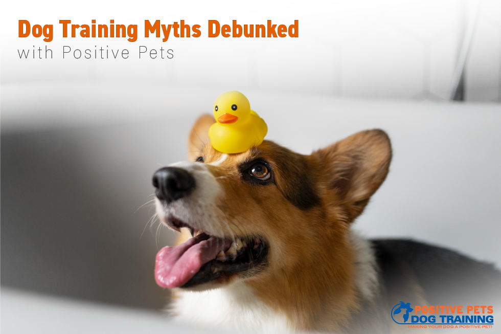 Dog Training Myths Debunked with Positive Pets