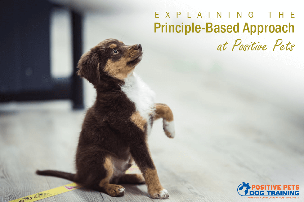 Explaining The Principle-Based Approach at Positive Pets