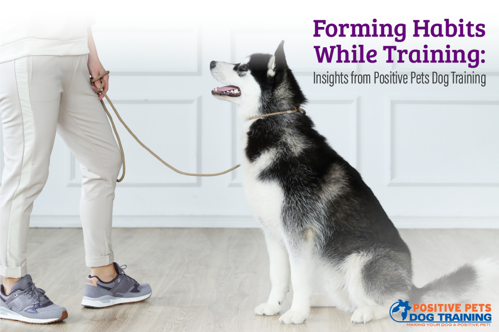 Forming Habits While Training: Insights from Positive Pets Dog Training