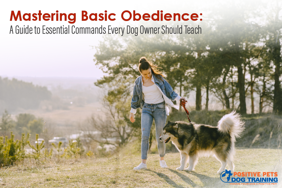 Mastering Basic Obedience: A Guide to Essential Commands Every Dog Owner Should Teach