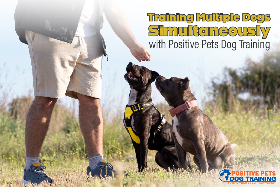 Training Multiple Dogs Simultaneously