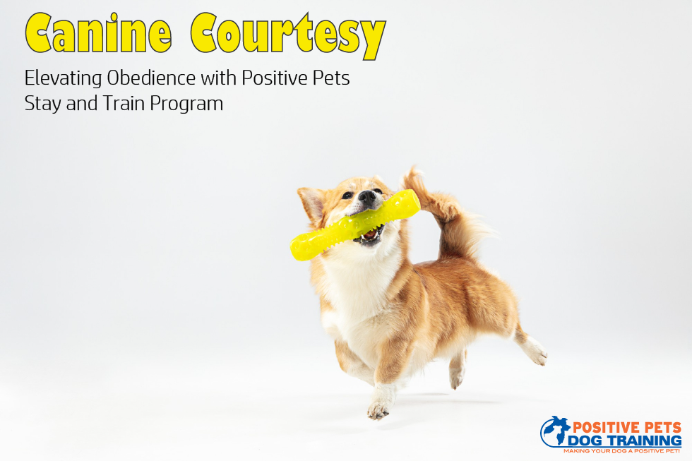 Improving Obedience with Positive Pets’ Stay and Train Program