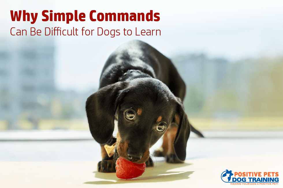 Why Simple Commands Can Be Difficult for Dogs to Learn