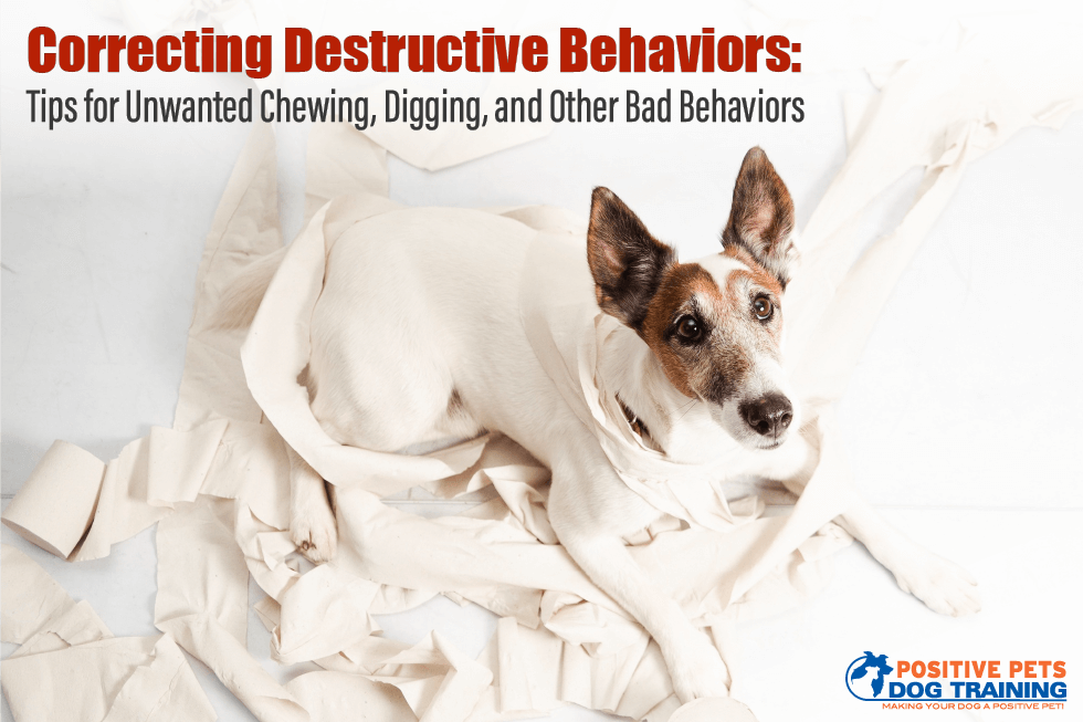 Correcting Destructive Behaviors: Tips for Unwanted Chewing, Digging, and Other Bad Behaviors