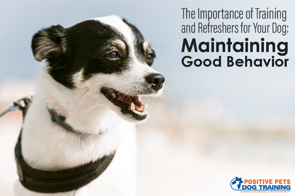 The Importance of Training and Refreshers for Your Dog: Maintaining Good Behavior