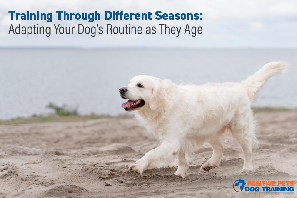 Training Through Different Seasons: Adapting Your Dog’s Routine as They Age