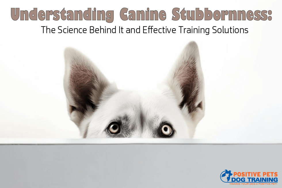 Understanding Canine Stubbornness: The Science Behind It and Effective Training Solutions