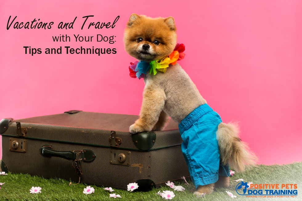 Vacations and Travel with Your Dog: Tips and Techniques