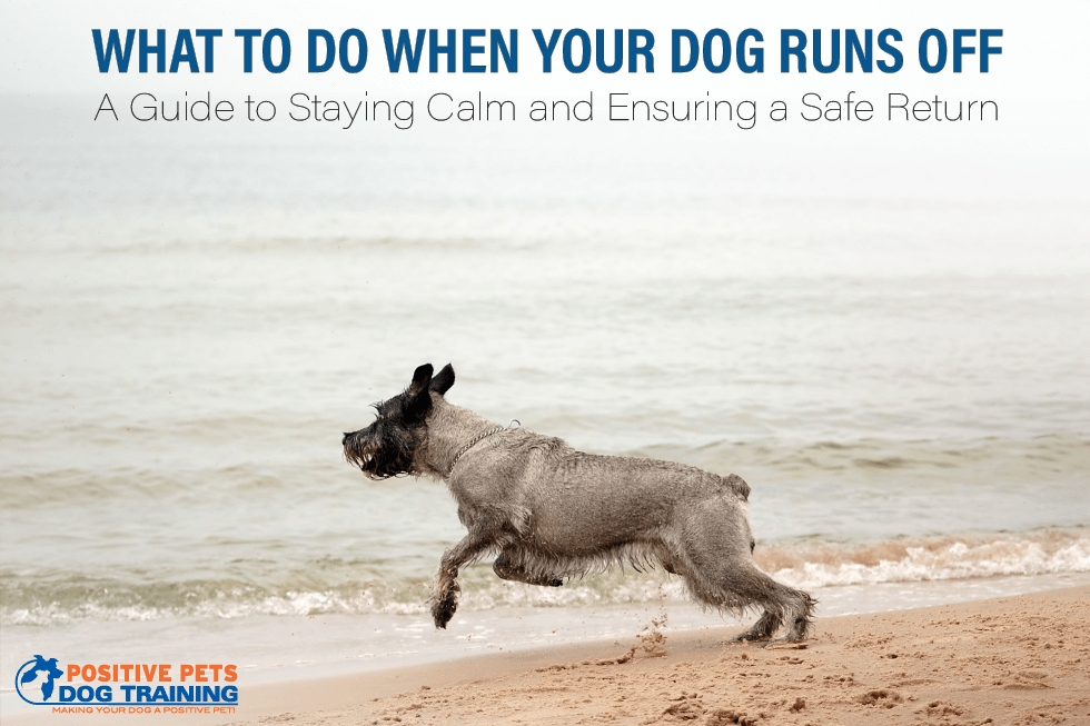 What to Do When Your Dog Runs Off