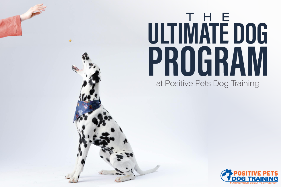 The Ultimate Dog Program at Positive Pets Dog Training