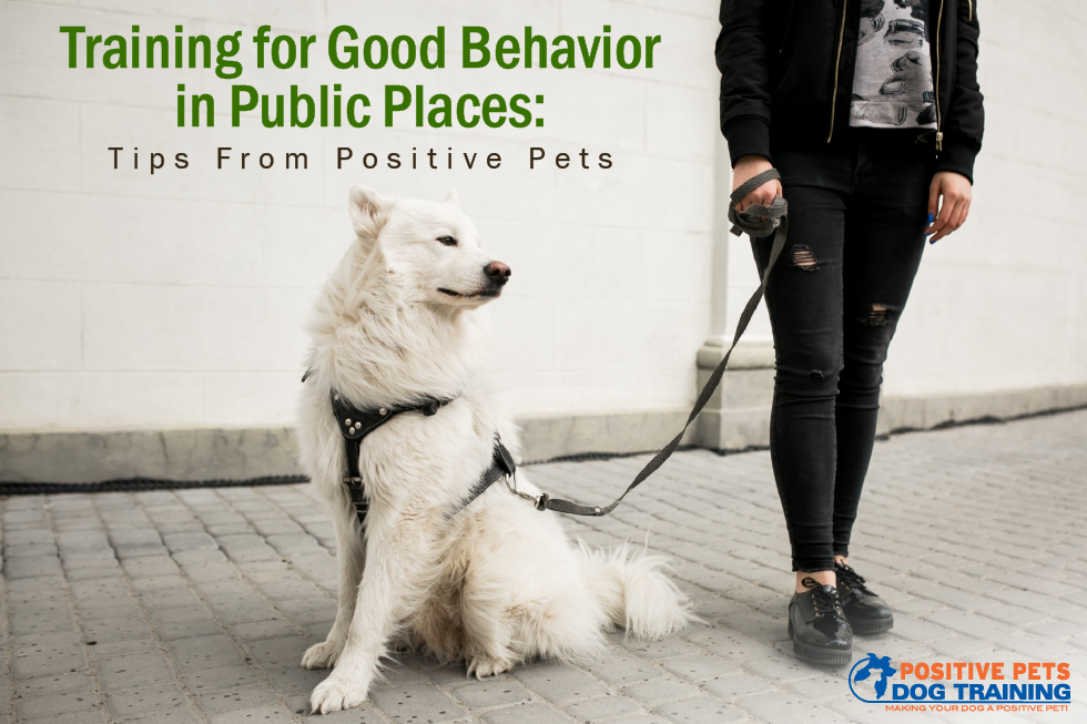 Training for Good Behavior in Public Places: Tips from Positive Pets