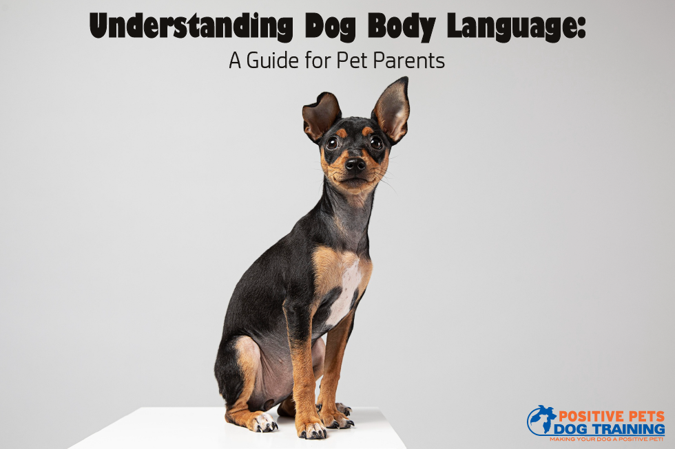 Understanding Dog Body Language A Guide for Pet Parents