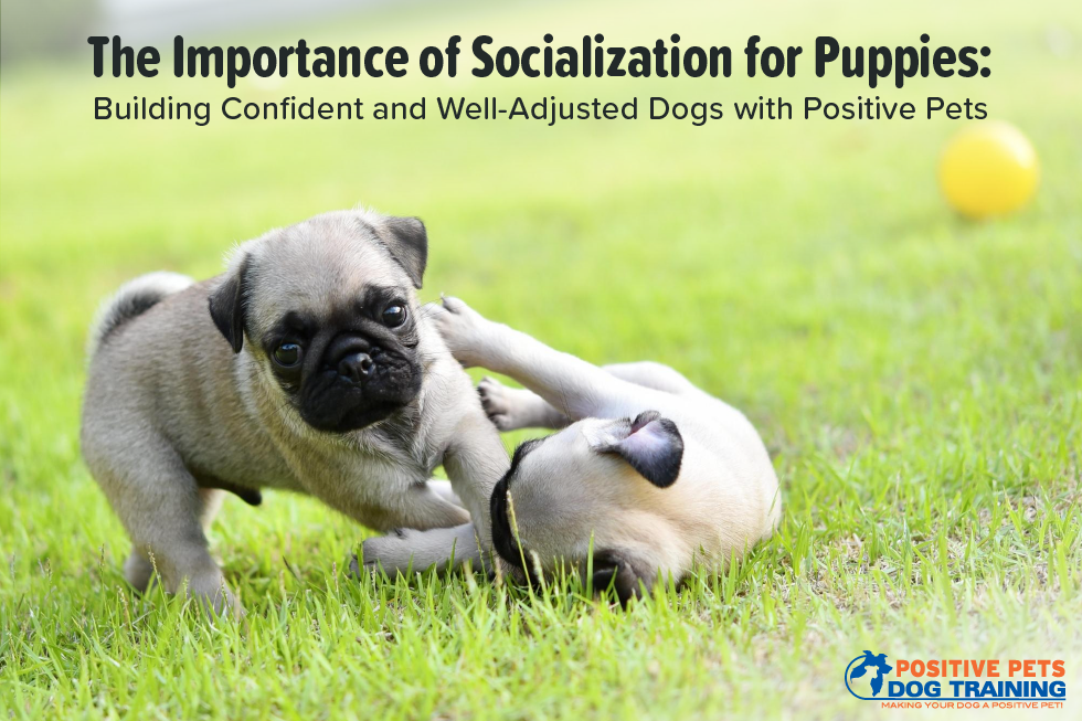 The Importance of Socialization for Puppies: Building Confident and Well-Adjusted Dogs with Positive Pets