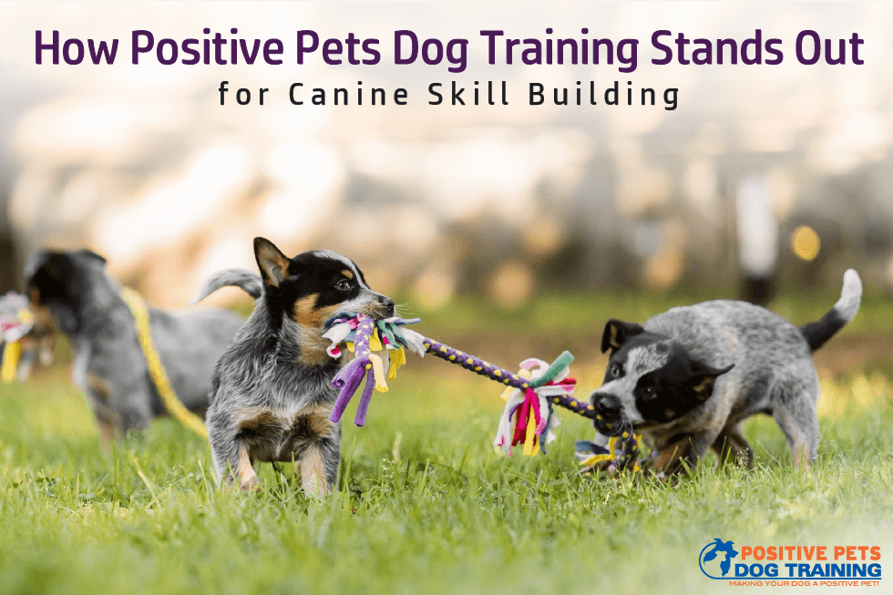 How Positive Pets Dog Training Stands Out for Canine Skill Building