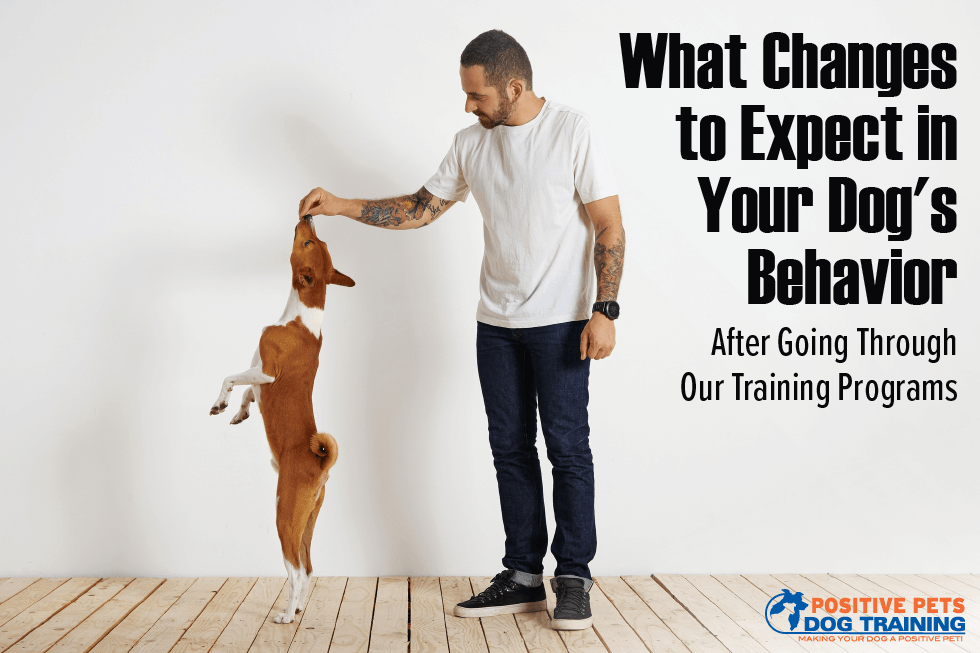 What Changes to Expect in Your Dog’s Behavior After Going Through Our Training Programs
