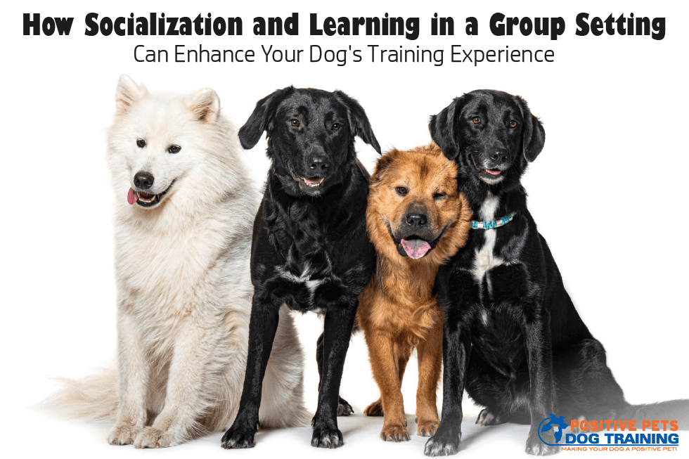 How Socialization and Learning in a Group Setting Can Enhance Your Dog’s Training Experience