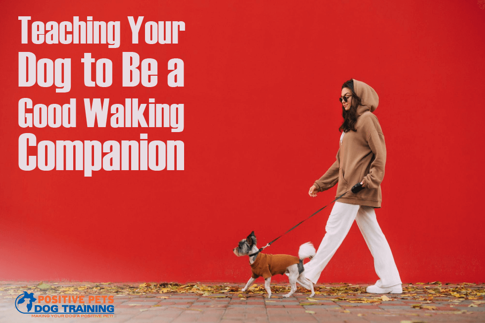 Teaching Your Dog to Be a Good Walking Companion