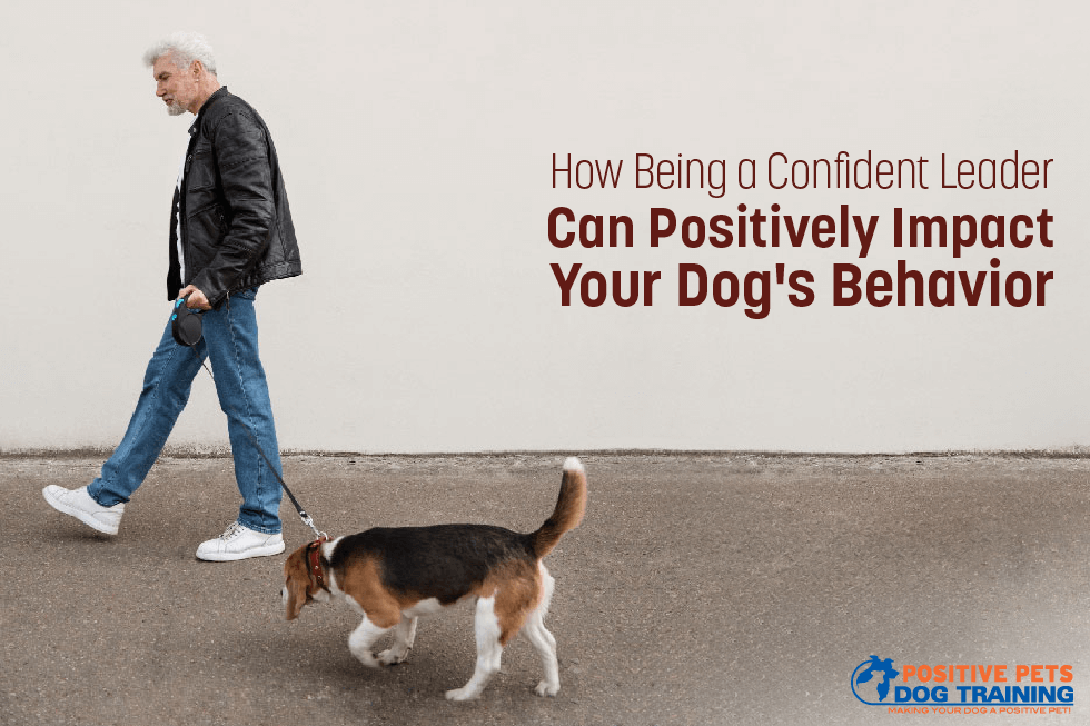 How Being a Confident Leader Can Positively Impact Your Dog’s Behavior