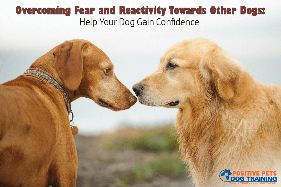 Overcoming Fear and Reactivity Towards Other Dogs: Help Your Dog Gain Confidence