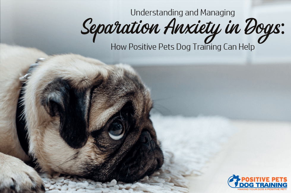 Understanding and Managing Separation Anxiety in Dogs: How Positive Pets Dog Training Can Help