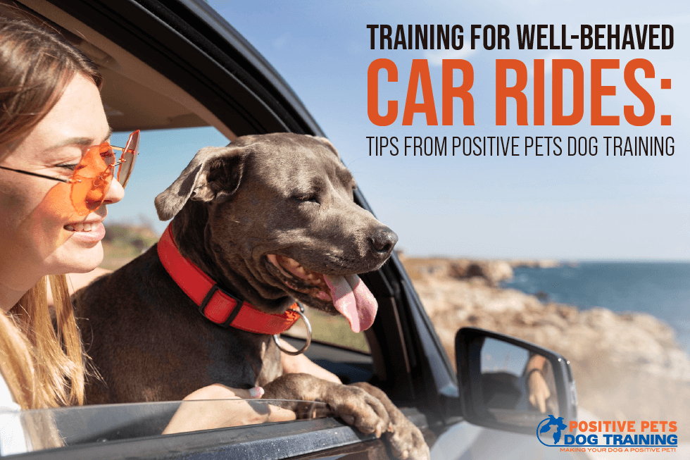 Training for Well-Behaved Car Rides: Tips from Positive Pets Dog Training