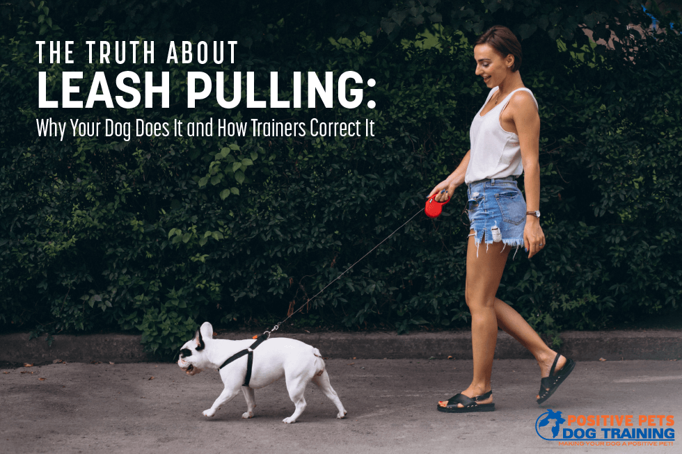 The Truth About Leash Pulling: Why Your Dog Does It and How Trainers Correct It