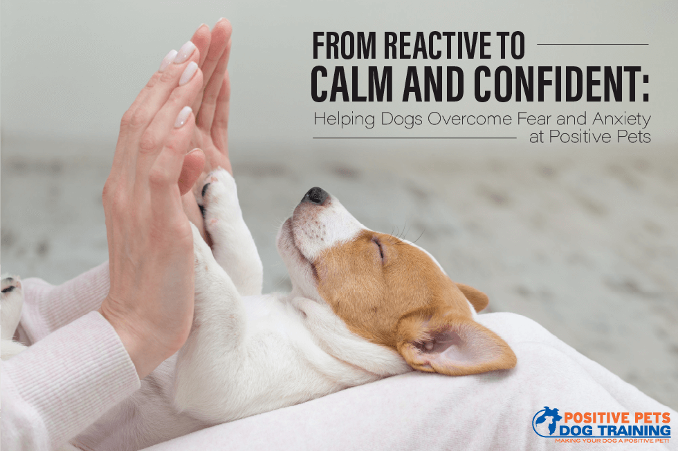 From Reactive to Calm and Confident: Helping Dogs Overcome Fear and Anxiety at Positive Pets