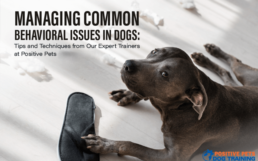 Managing Common Behavioral Issues in Dogs: Tips and Techniques from Our Expert Trainers at Positive Pets in Boise