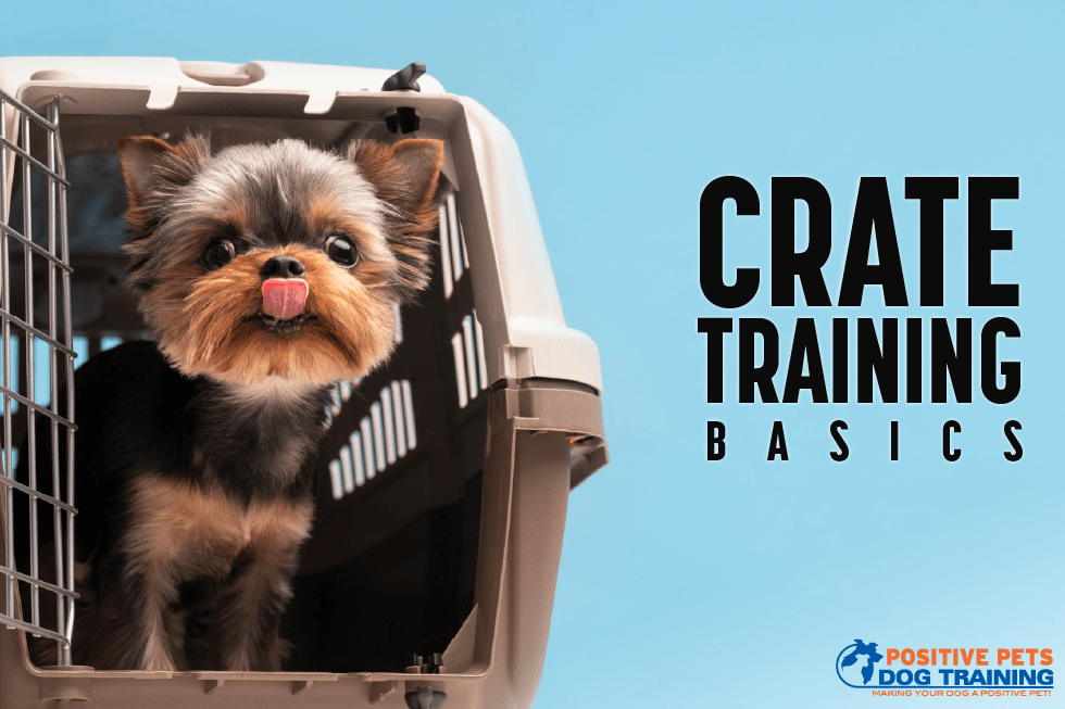 Crate Training Basics