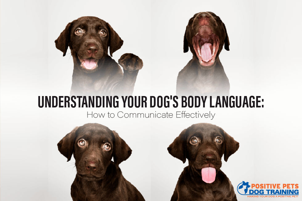 Understanding Your Dog’s Body Language: How to Communicate Effectively