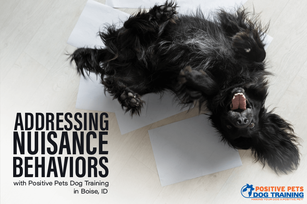 Addressing Nuisance Behaviors with Positive Pets Dog Training in Boise, ID