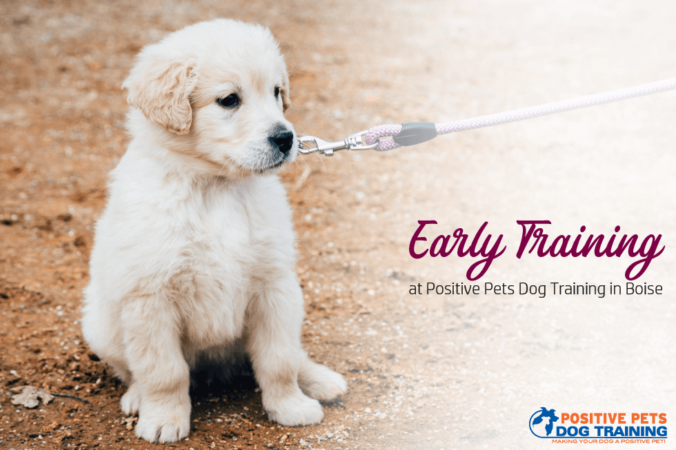 Building a Better Future Starts with Your Puppy: Early Training at Positive Pets Dog Training in Boise