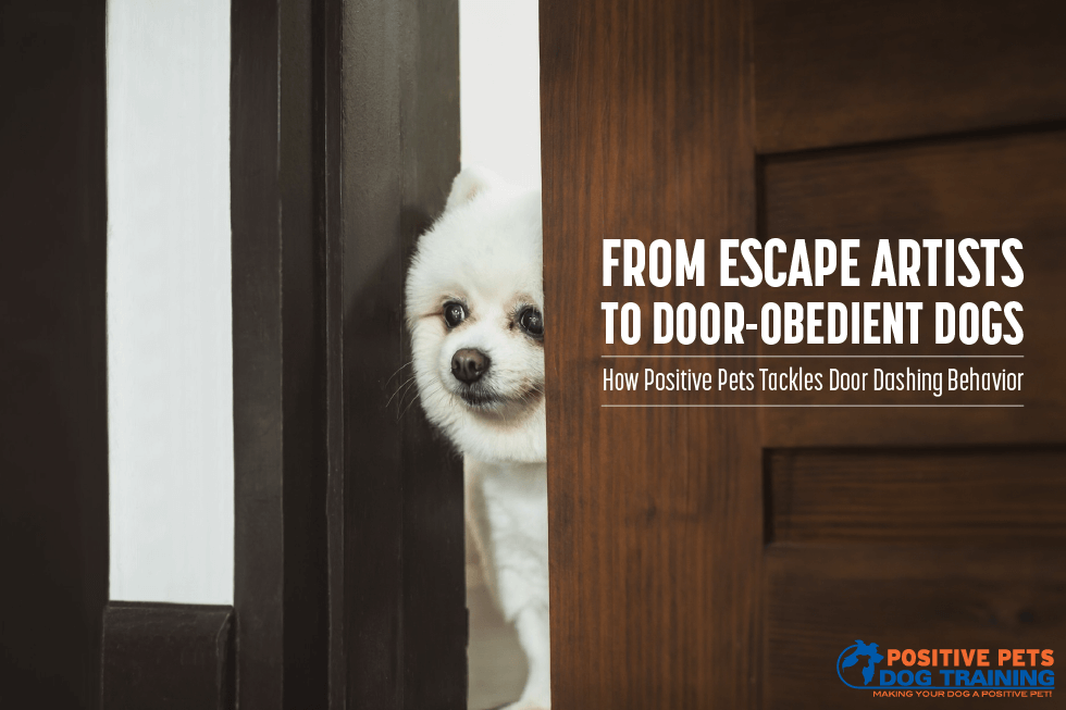 From Escape Artists to Door-Obedient Dogs — How Positive Pets Tackles Door Dashing Behavior