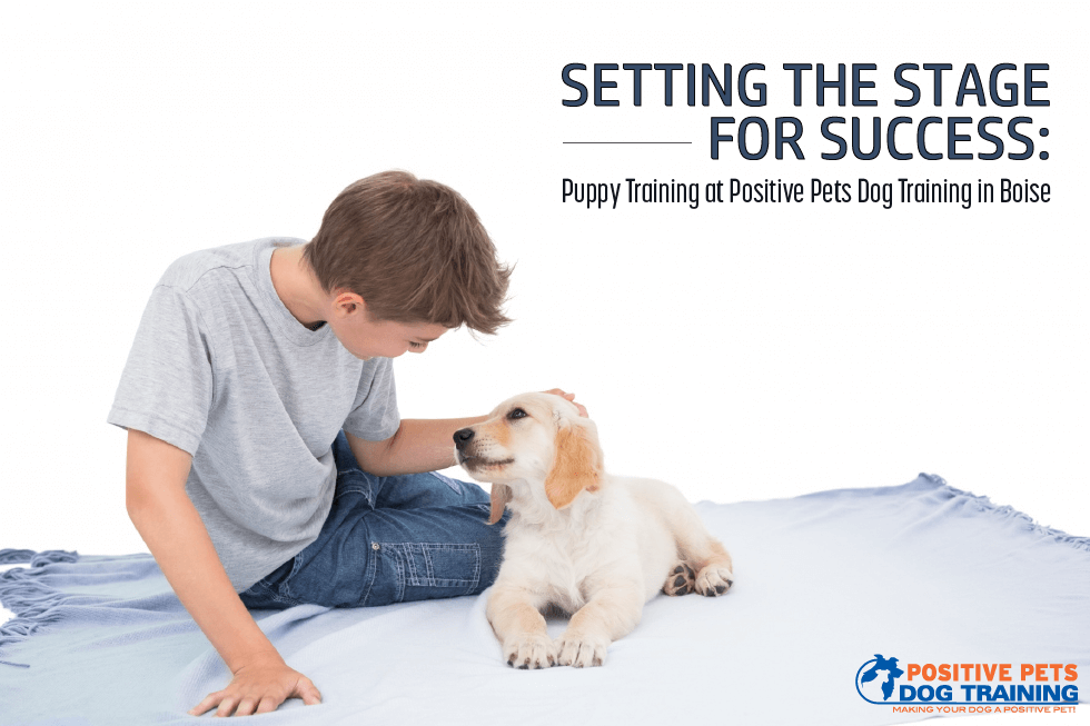 Setting the Stage for Success Puppy Training at Positive Pets Dog Training in Boise