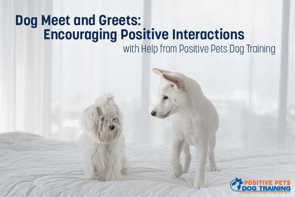 Dog Meet and Greets: Encouraging Positive Interactions with Help from Positive Pets Dog Training