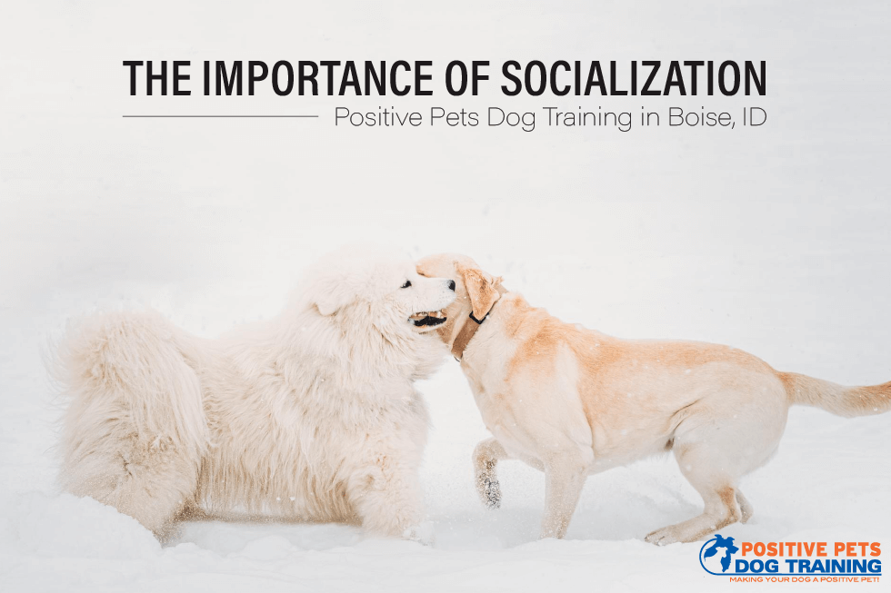 The Importance of Socialization — Positive Pets Dog Training in Boise, ID