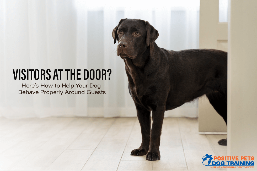 Visitors at the Door? Here’s How to Help Your Dog Behave Properly Around Guests