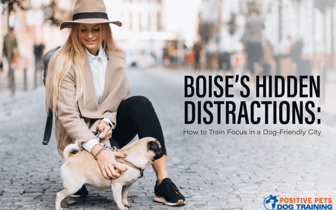Boise’s Hidden Distractions: How to Train Focus in a Dog-Friendly City