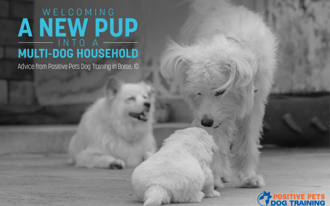 Welcoming a New Pup into a Multi-Dog Household: Advice from Positive Pets Dog Training in Boise, ID