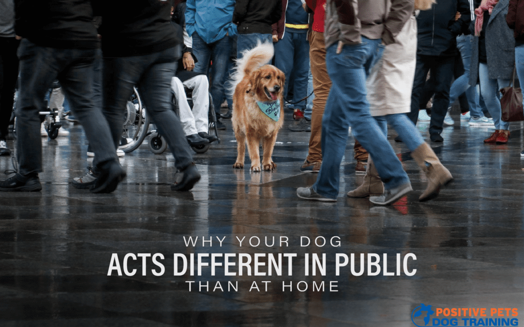 Why Your Dog Acts Different in Public Than at Home