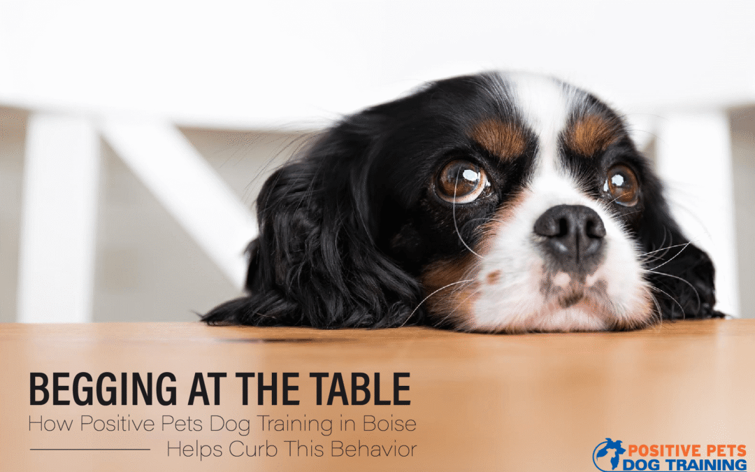 Begging at the Table—How Positive Pets Dog Training in Boise Helps Curb This Behavior