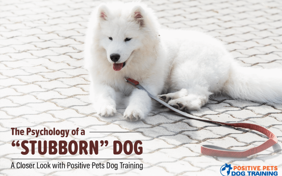 The Psychology of a “Stubborn” Dog – A Closer Look with Positive Pets Dog Training