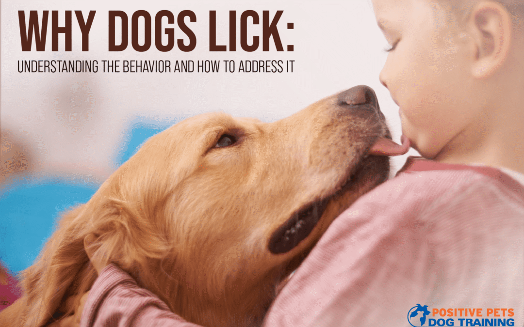 Why Dogs Lick: Understanding the Behavior and How to Address It