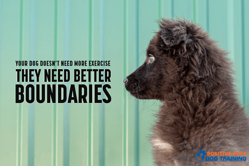 Your Dog Doesn’t Need More Exercise, They Need Better Boundaries