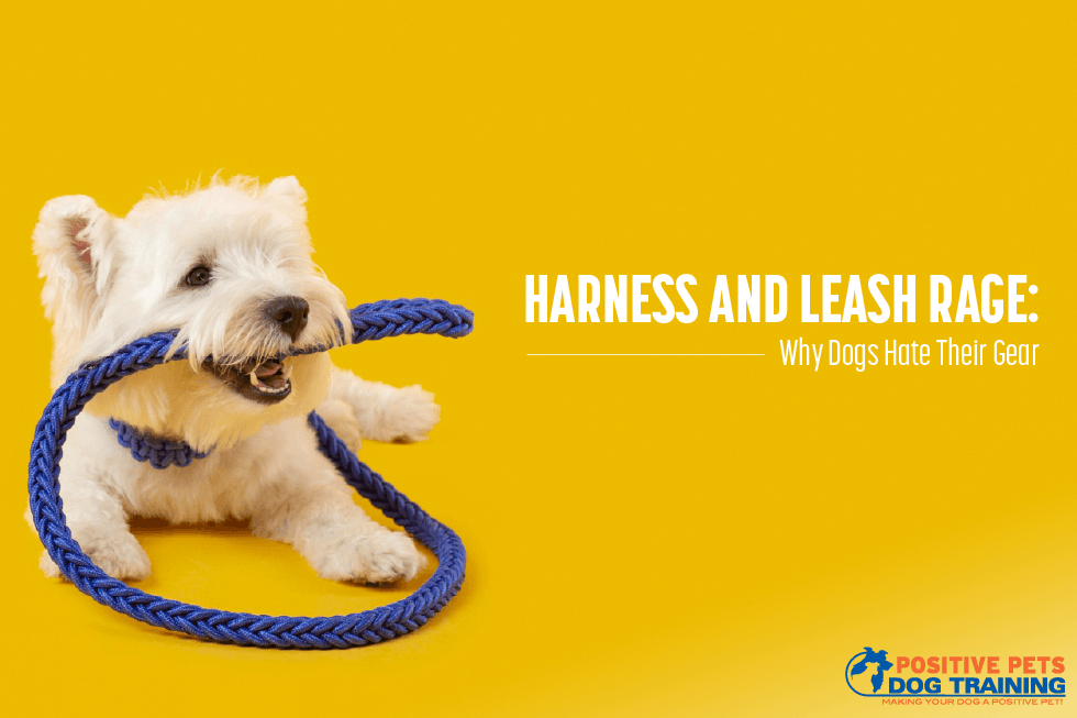 Harness and Leash Rage Why Dogs Hate Their Gear