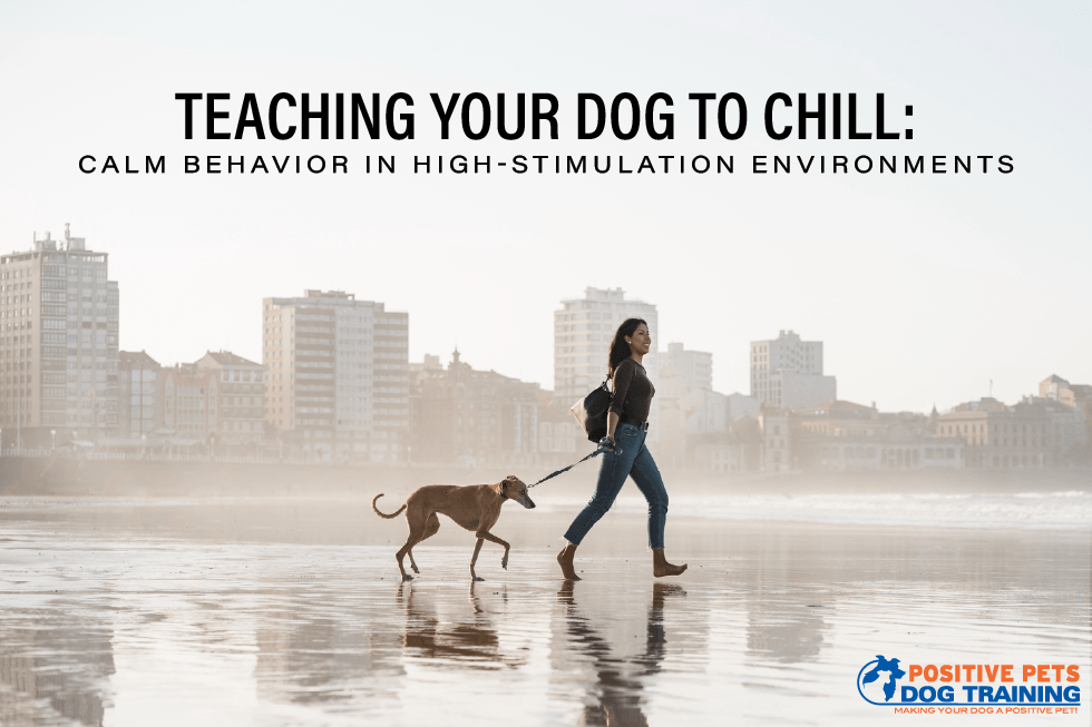 Teaching Your Dog to Chill: Calm Behavior in High-Stimulation Environments