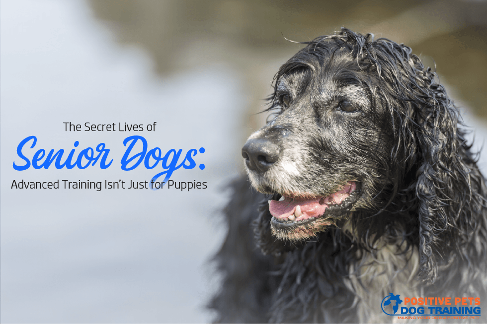 The Secret Lives of Senior Dogs: Advanced Training Isn’t Just for Puppies